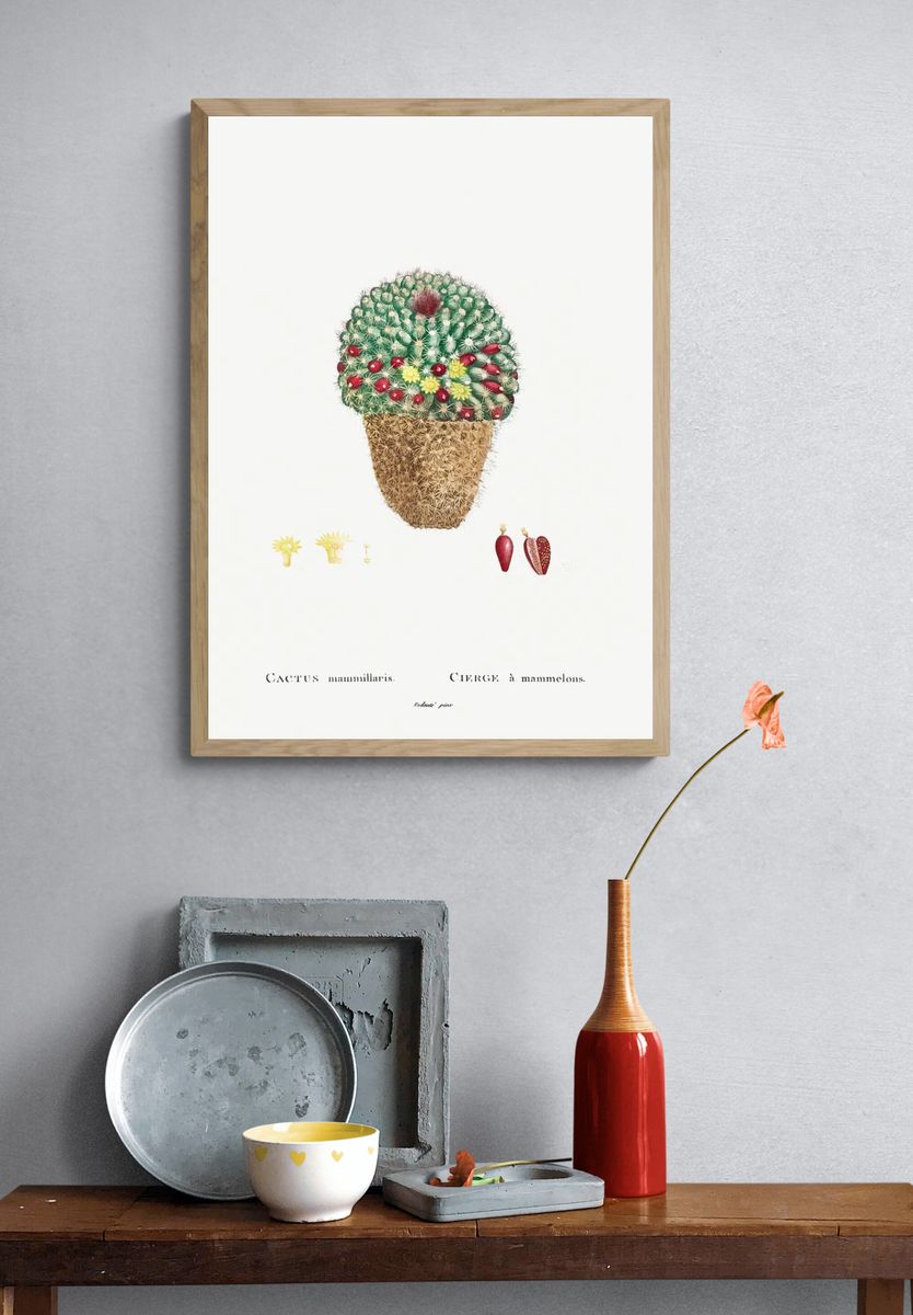 Cactus Mammillaris Botanical Print. — room view 3