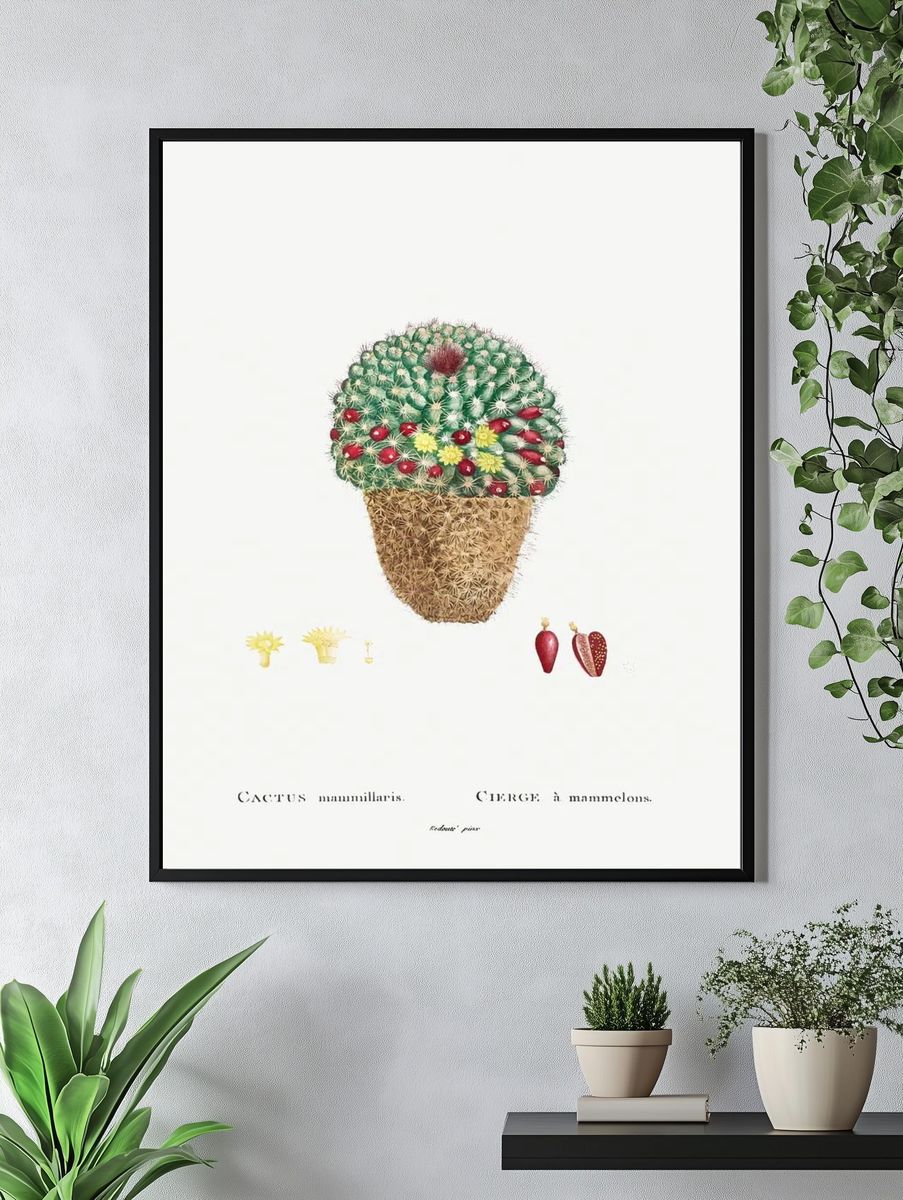 Cactus Mammillaris Botanical Print. — room view 4