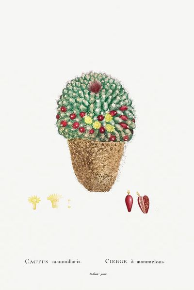 Cactus Mammillaris Botanical Print. poster print
