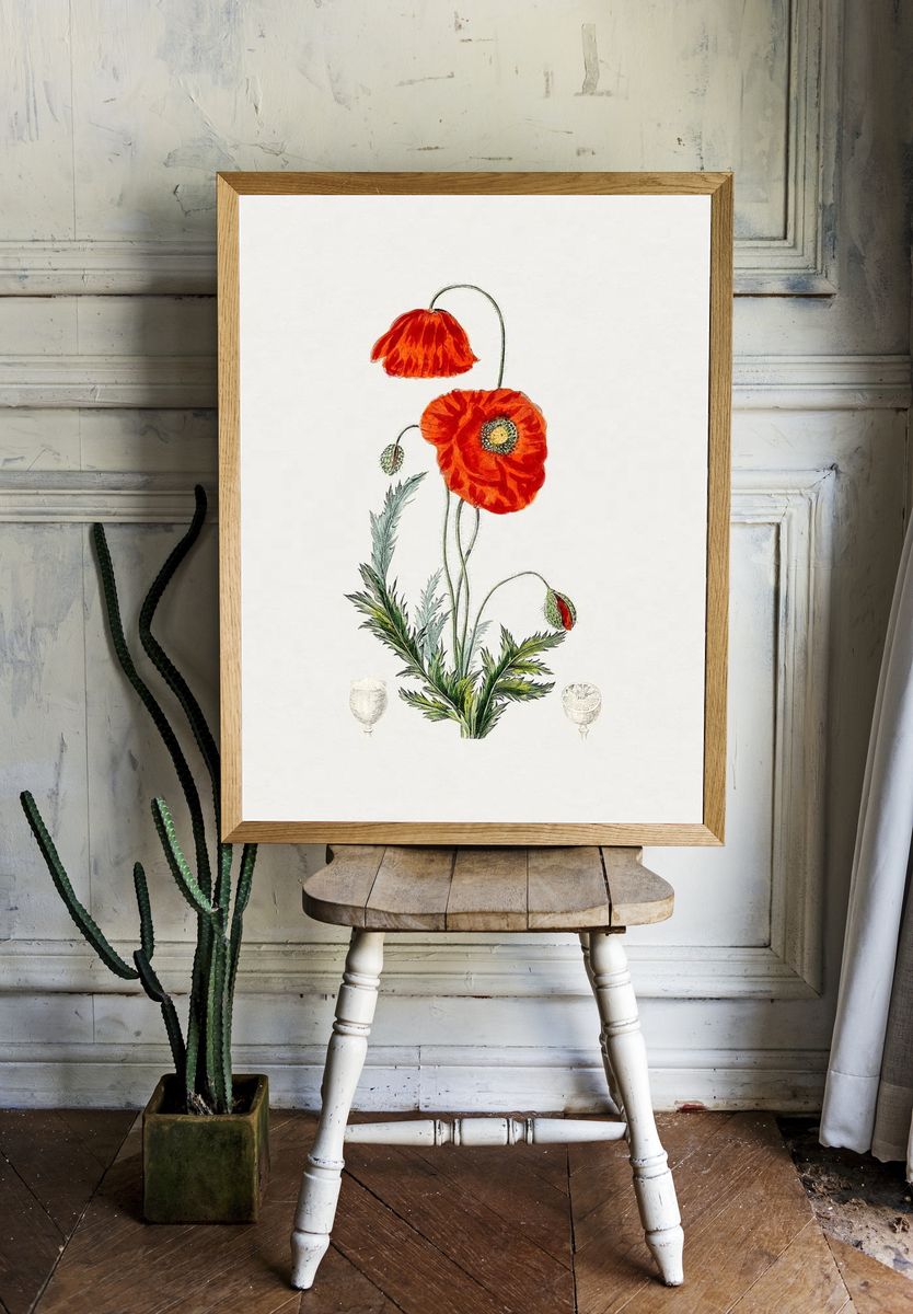 Hand drawn red poppy. Original. — room view 1