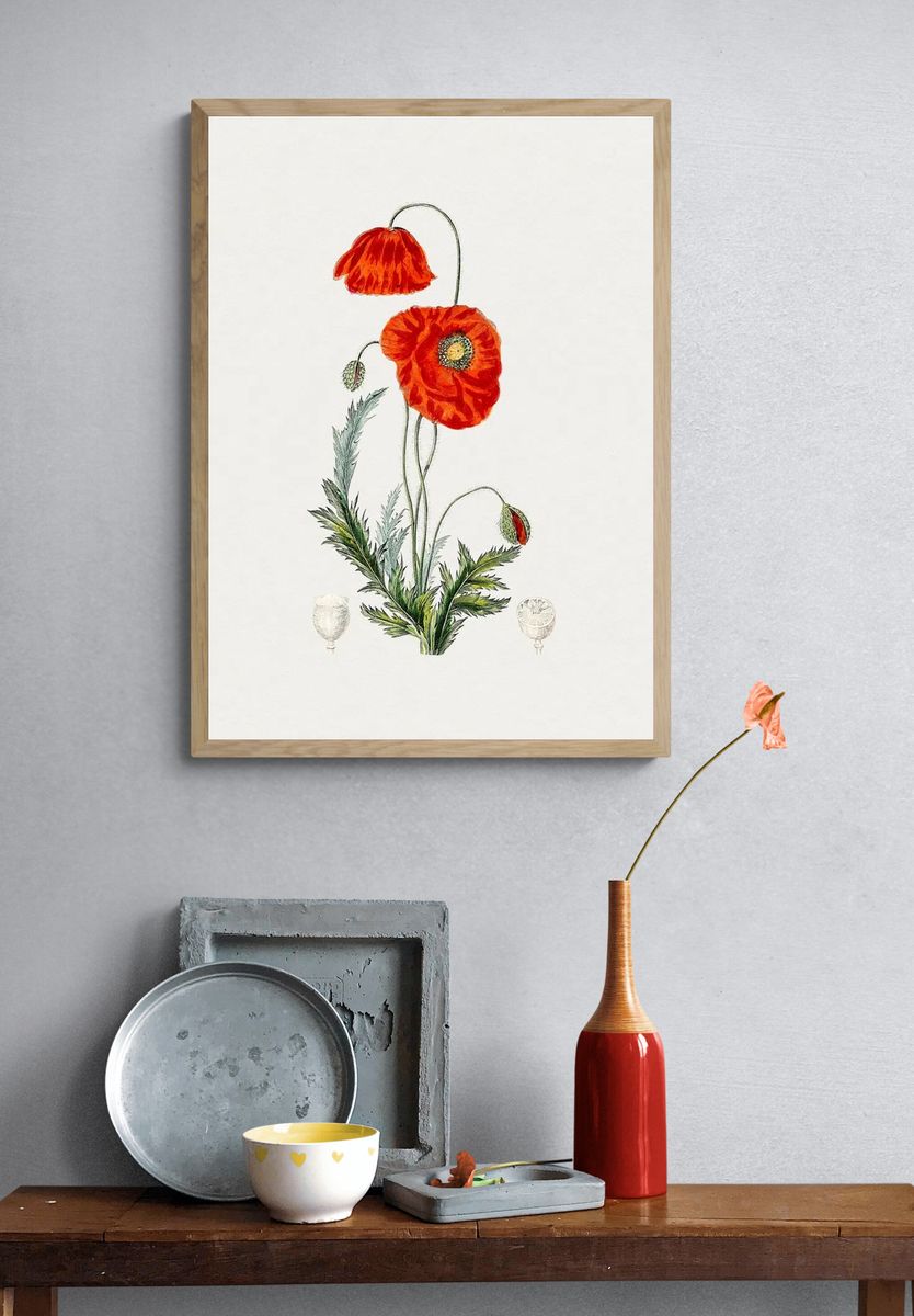 Hand drawn red poppy. Original. — room view 3