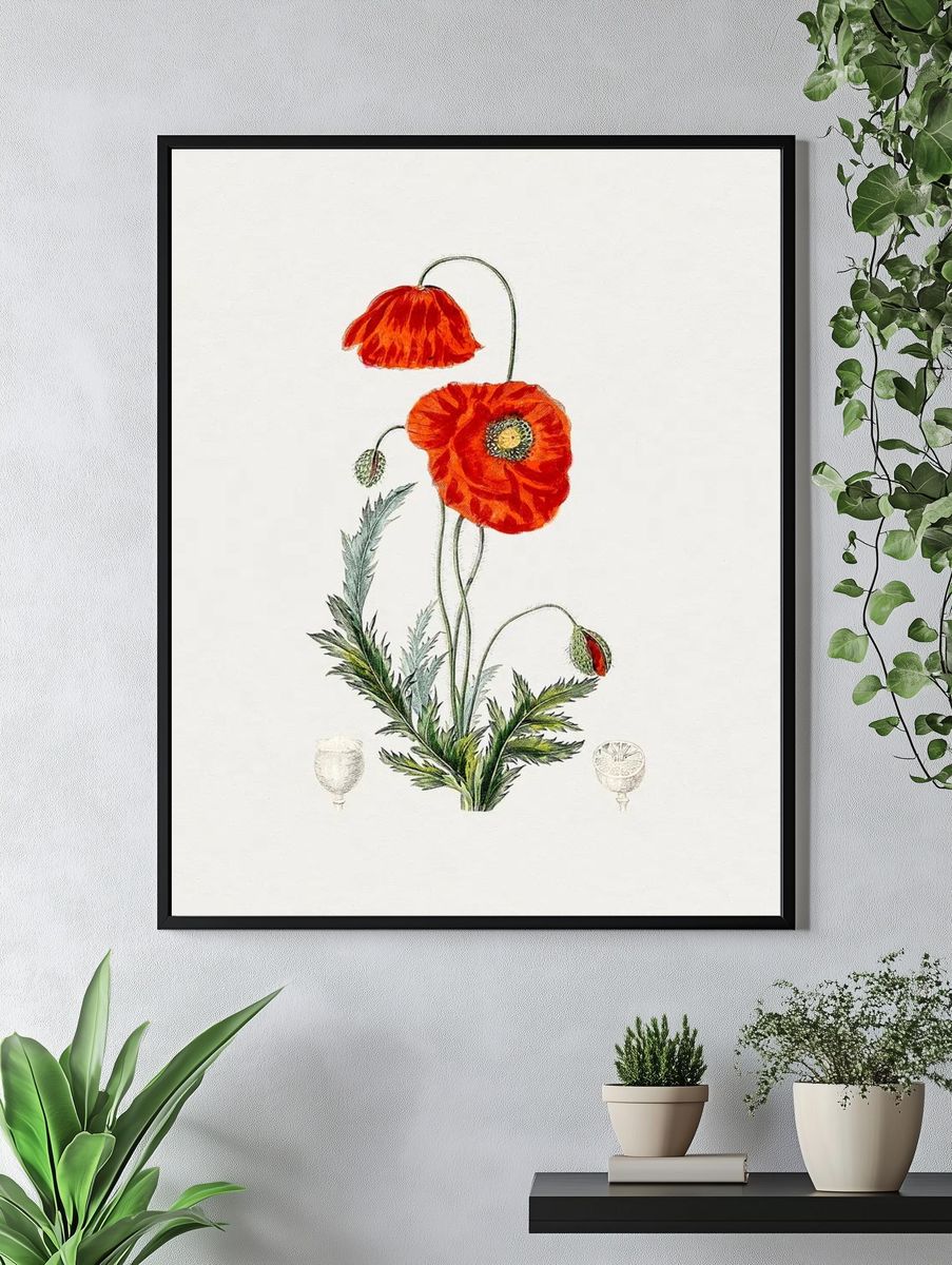 Hand drawn red poppy. Original. — room view 4