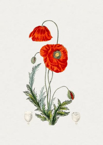 Hand drawn red poppy. Original. poster print