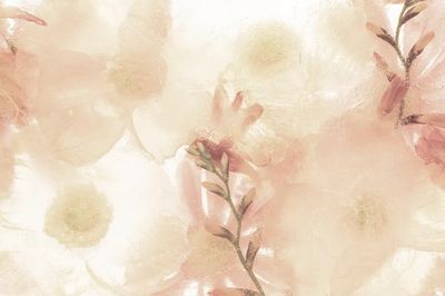 Beige anemone flower background. poster print