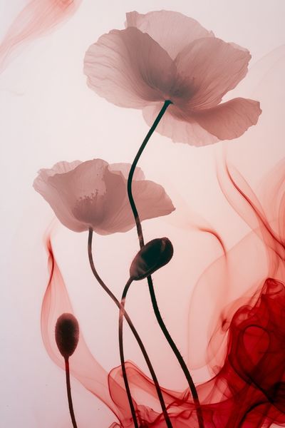 Pink Poppy Smoke Botanical Print. poster print