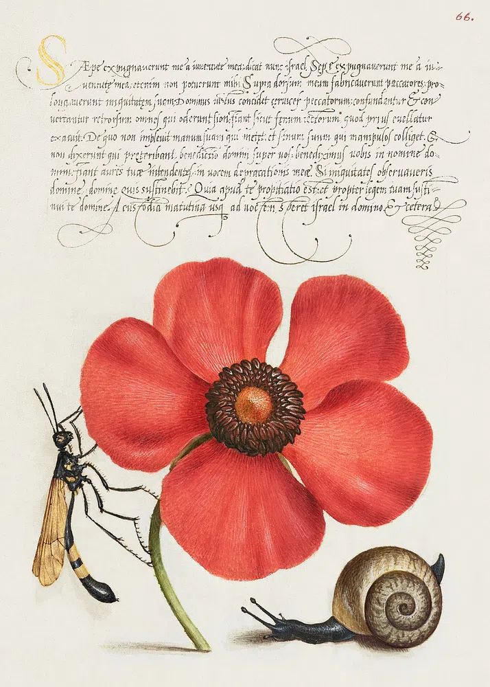 Terrestrial Mollusk, Poppy Anemone, Crane. poster — botanical art