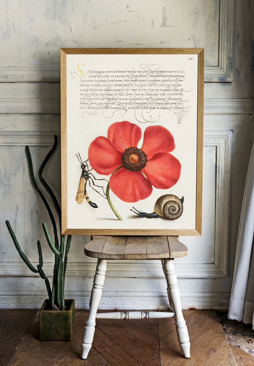 Terrestrial Mollusk, Poppy Anemone, Crane. — room view 1