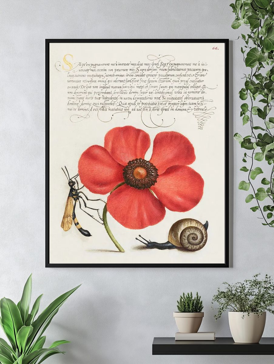 Terrestrial Mollusk, Poppy Anemone, Crane. — room view 4