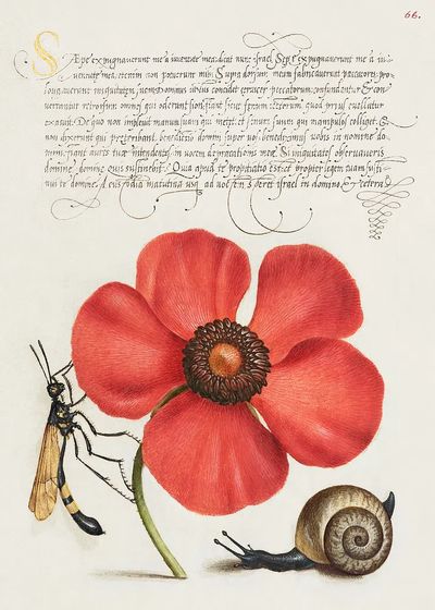 Terrestrial Mollusk, Poppy Anemone, Crane. poster print