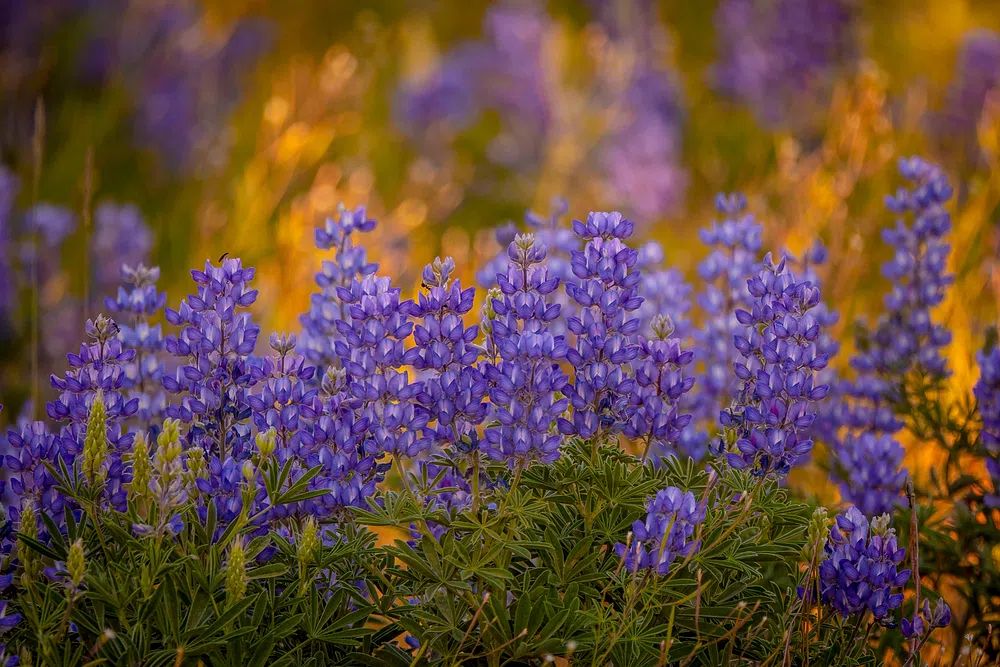 Purple Lupine Meadow Nature Print. poster detail