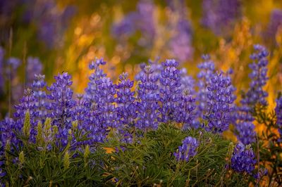 Purple Lupine Meadow Nature Print. poster