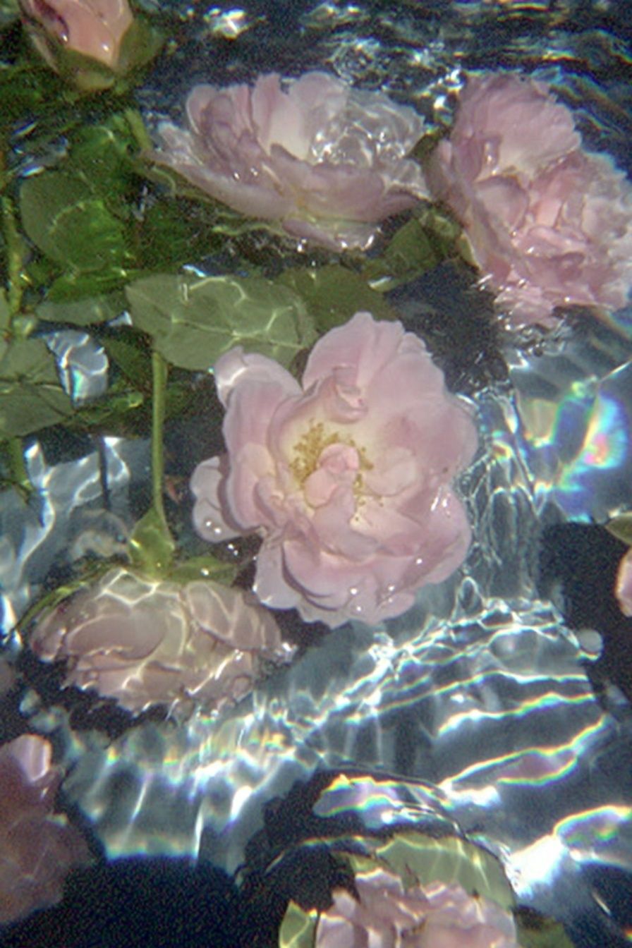 Floating Pink Roses Abstract Print. poster detail