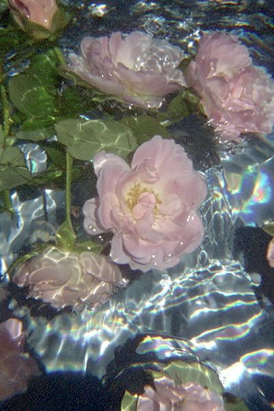 Floating Pink Roses Abstract Print. poster