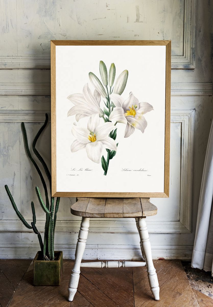 Madonna Lily Choix des plus. — room view 1