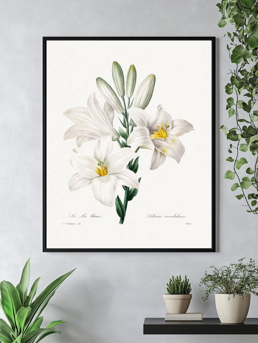 Madonna Lily Choix des plus. — room view 4