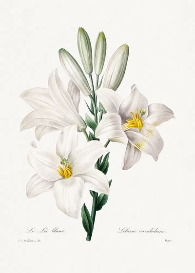 Madonna Lily Choix des plus. poster print