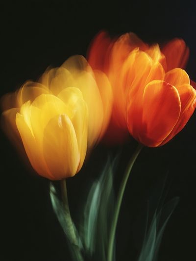 Blurred Tulips Botanical Print. poster print