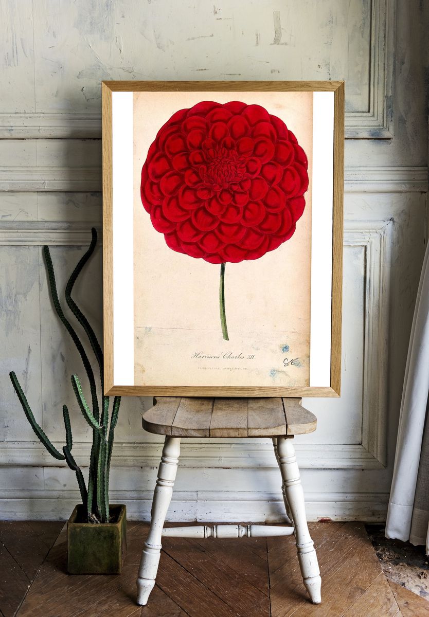 Red Dahlia Botanical Print room preview