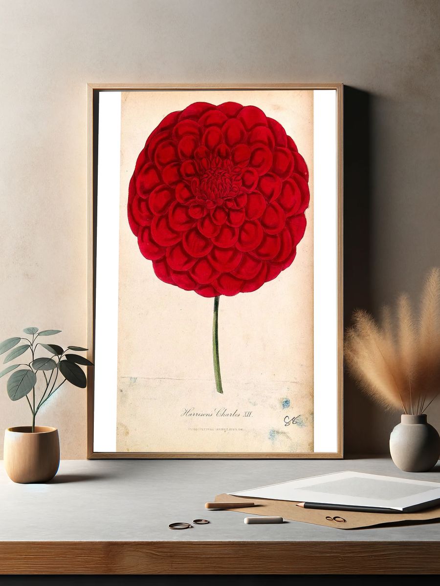 Red Dahlia Botanical Print. — room view 2