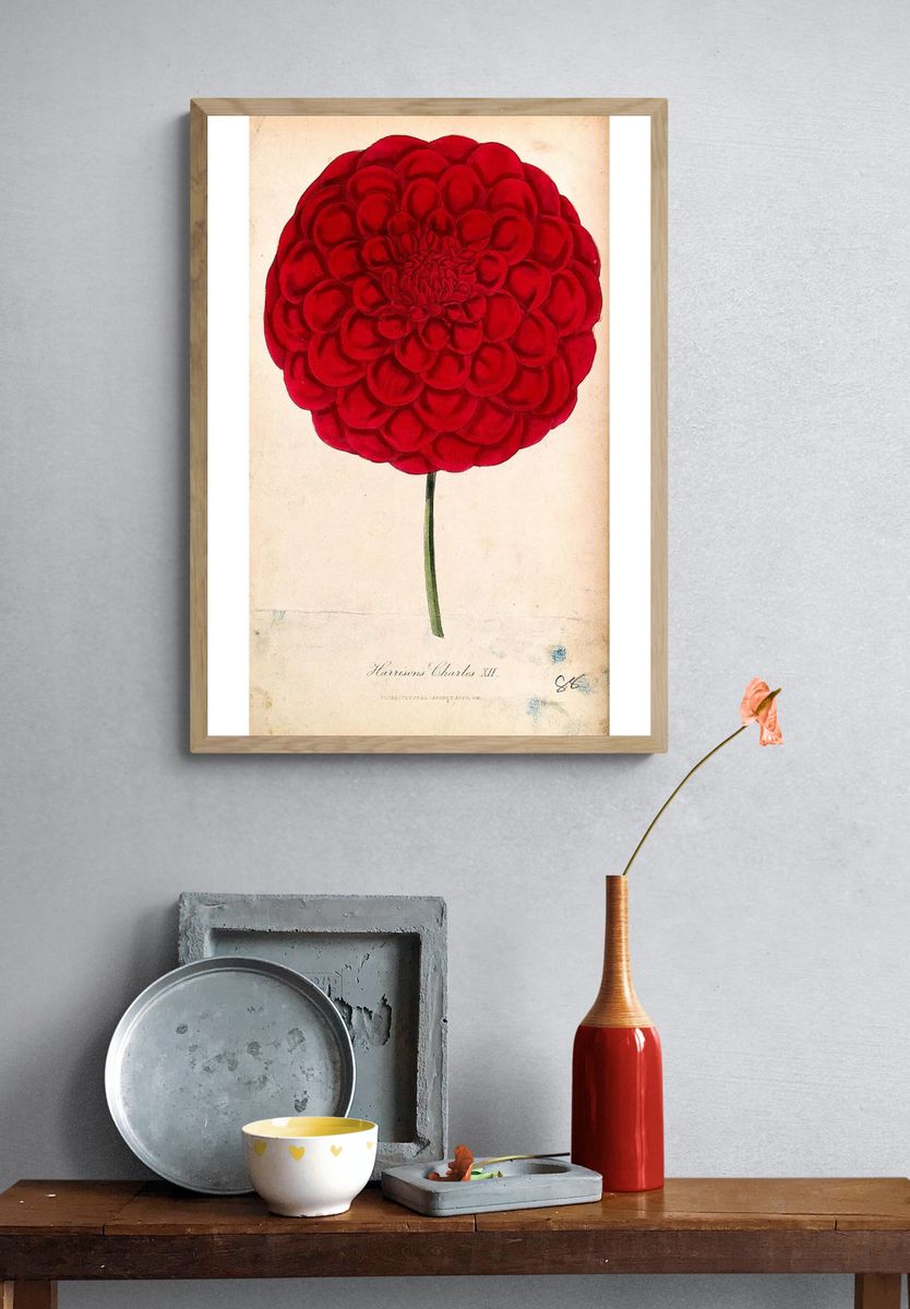 Red Dahlia Botanical Print. — room view 3