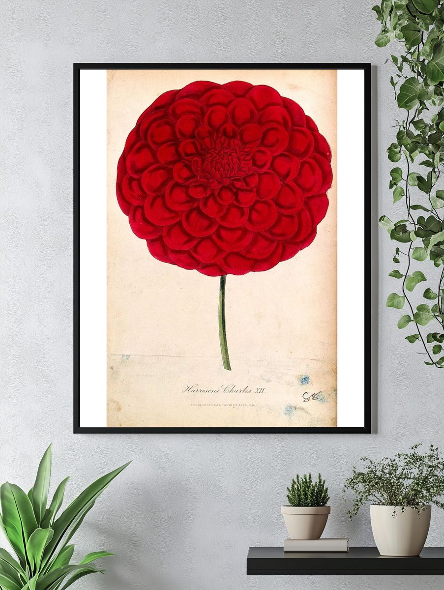Red Dahlia Botanical Print. — room view 4