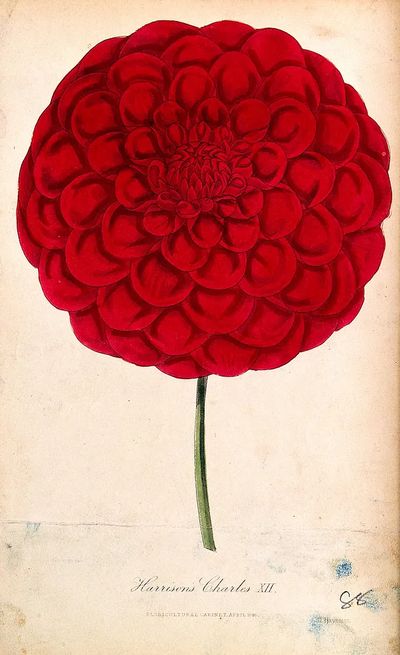 Red Dahlia Botanical Print. poster