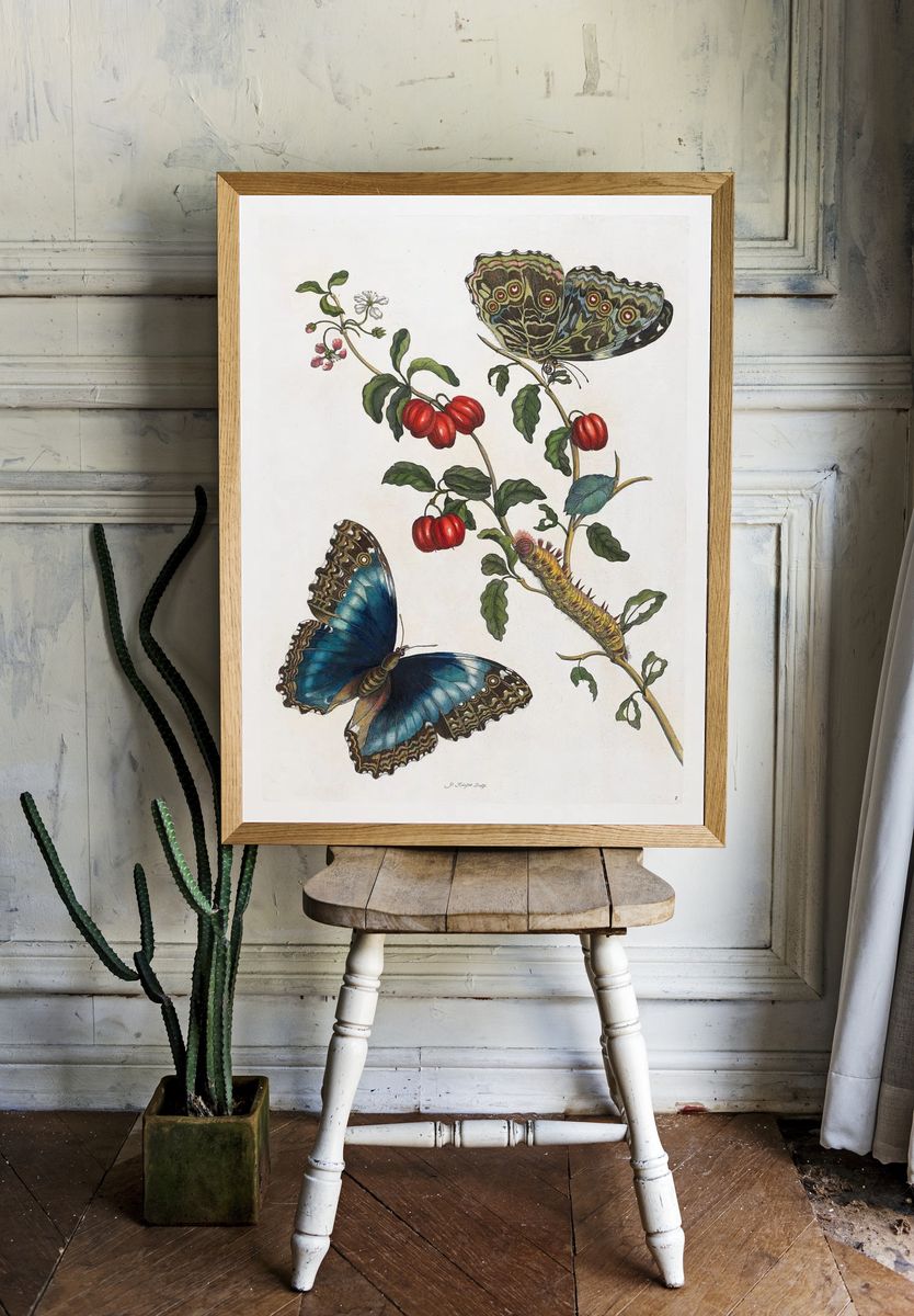 Butterfly and Botanical Study Print. — room view 1