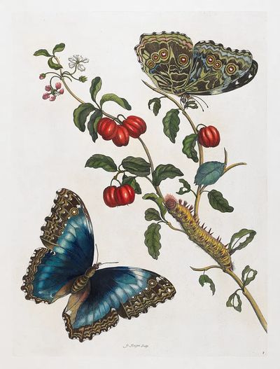 Butterfly and Botanical Study Print. poster print
