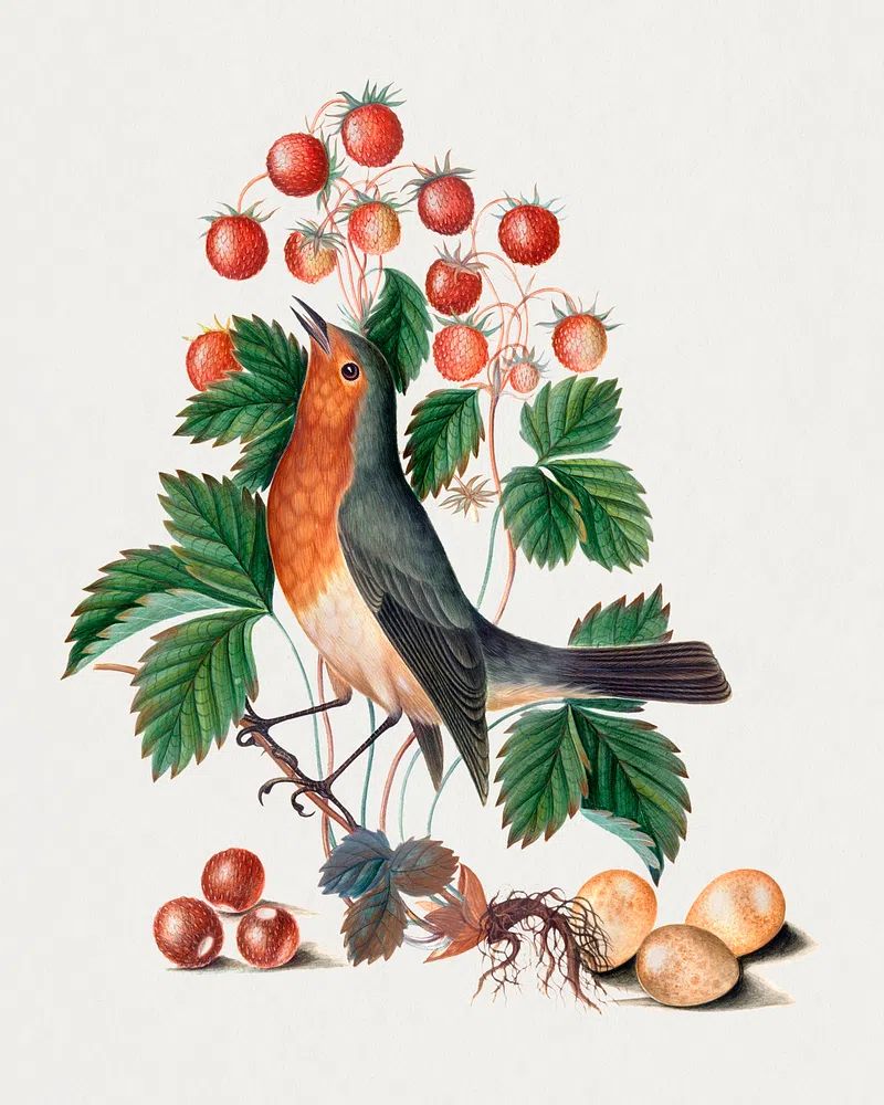European robin wild strawberry Natural. poster detail