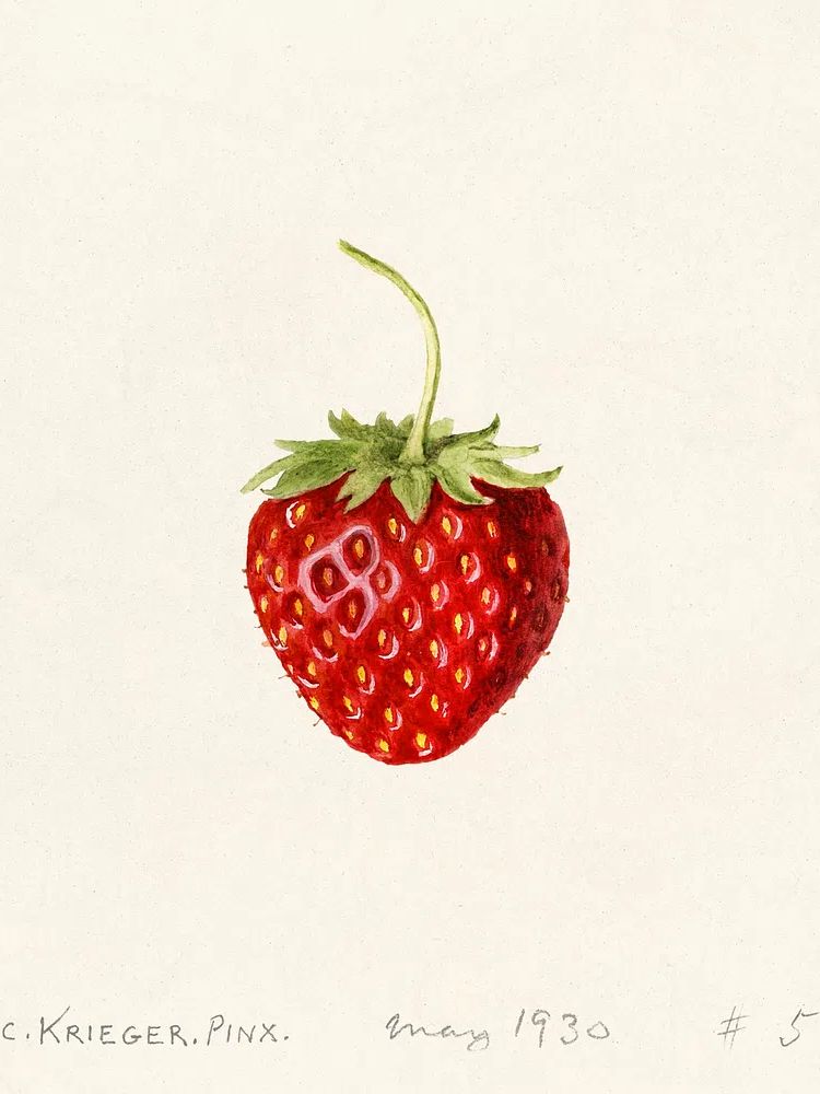 Strawberry Watercolor Print. poster — botanical art