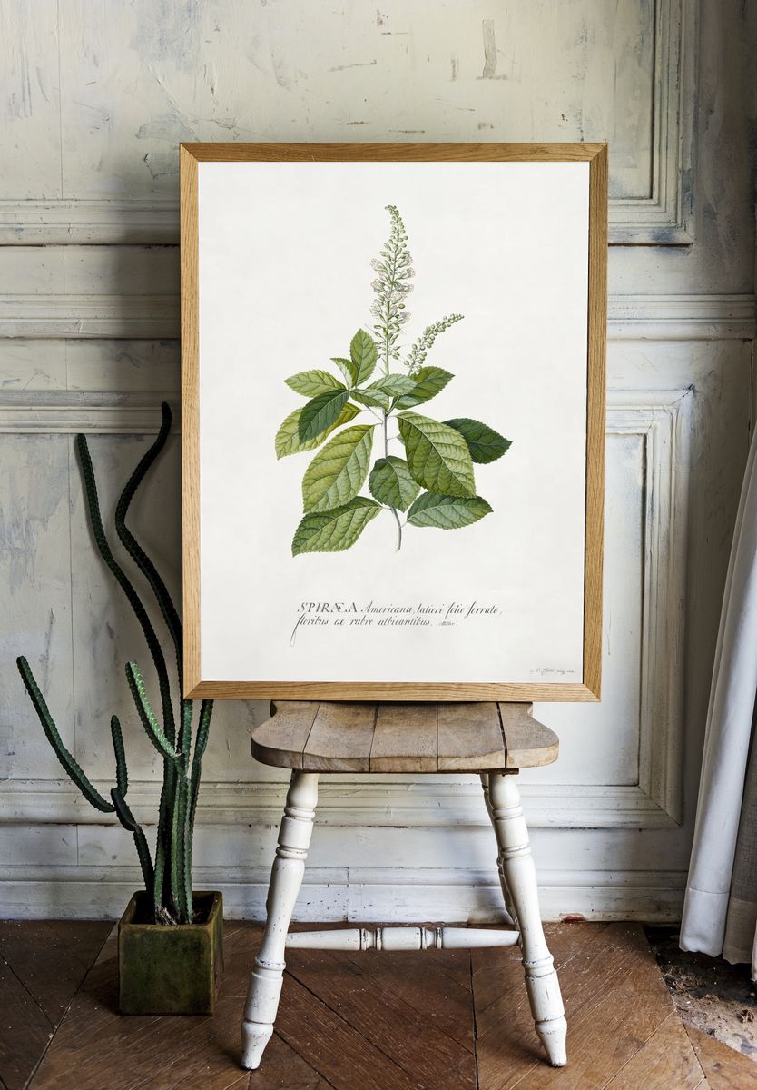 Cinnamomum illustration high resolution Georg. — room view 1