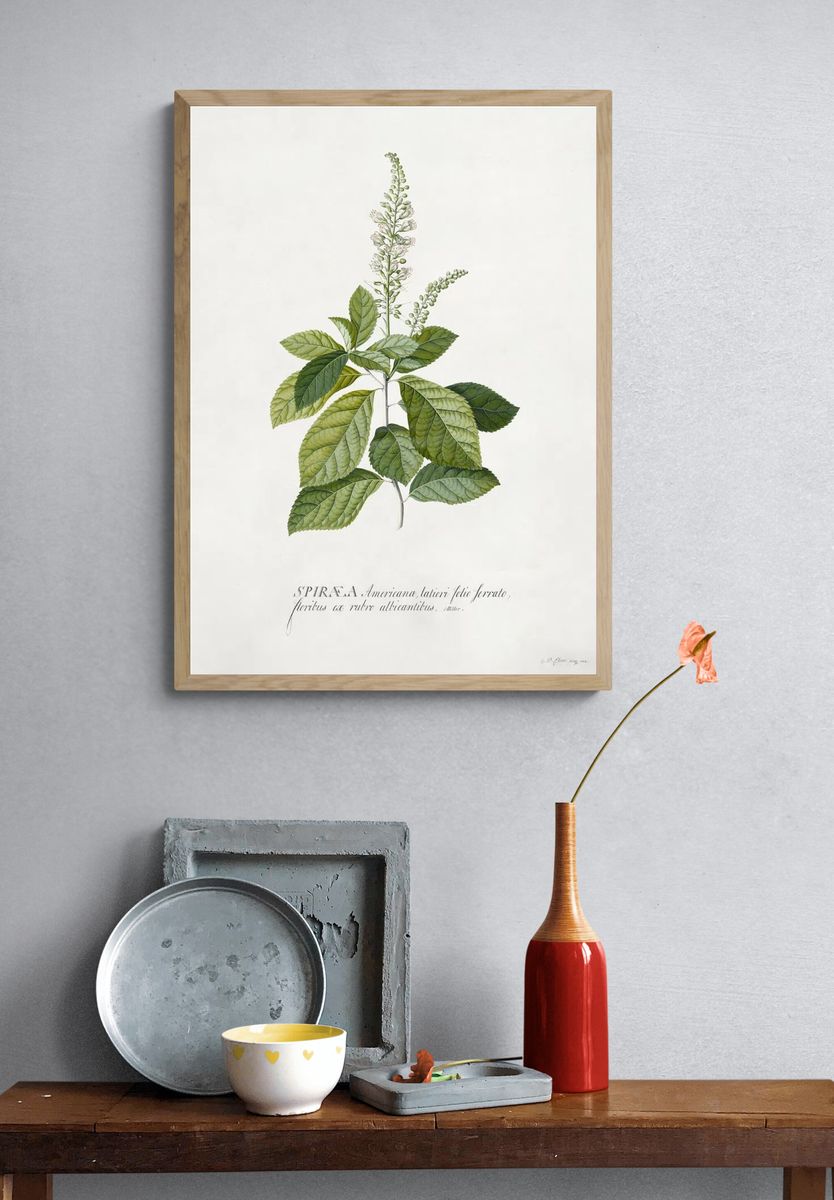 Cinnamomum illustration high resolution Georg. — room view 3