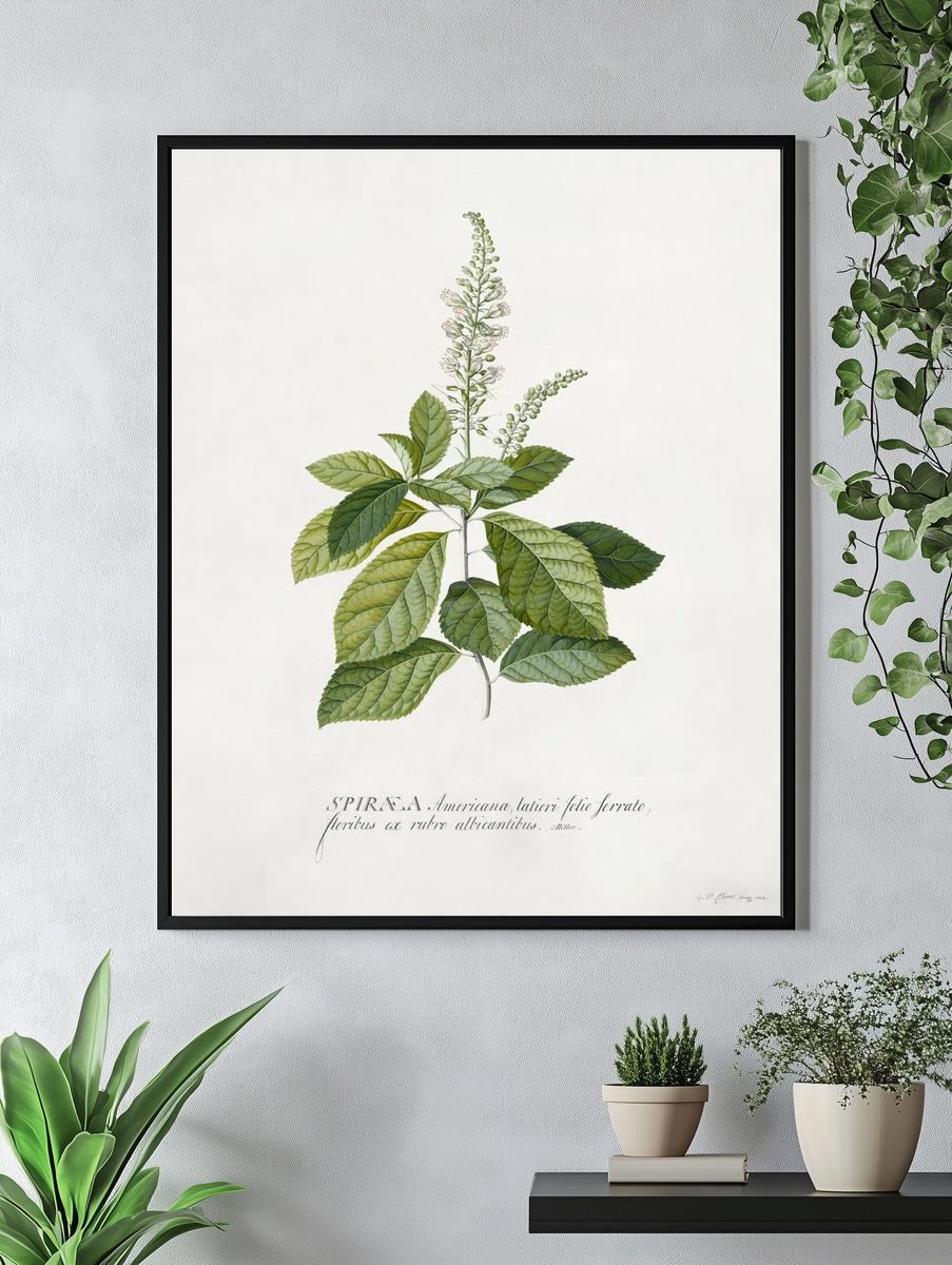 Cinnamomum illustration high resolution Georg. — room view 4