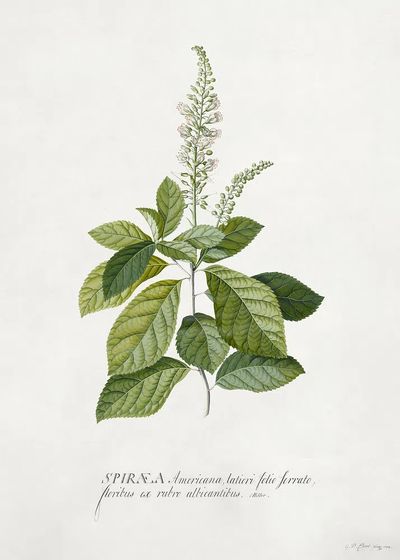 Cinnamomum illustration high resolution Georg. poster print