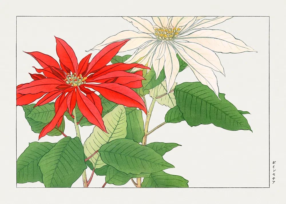 Poinsettia Botanical Illustration Poster. poster detail