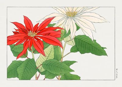 Poinsettia Botanical Illustration Poster. poster