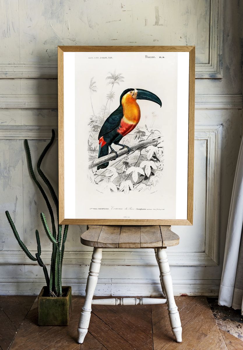 Toucan (Ramphastos) illustrated Charles Dessalines. — room view 1