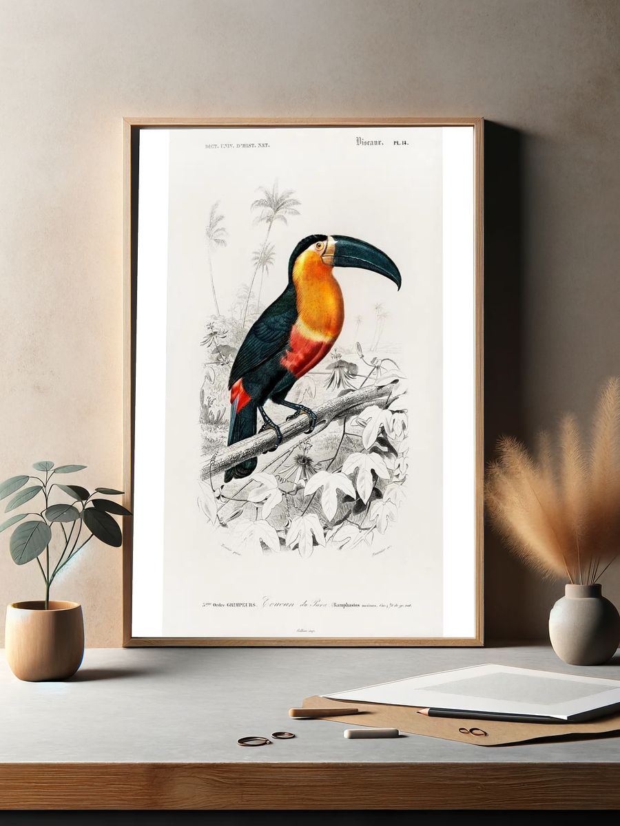 Toucan (Ramphastos) illustrated Charles Dessalines. — room view 2