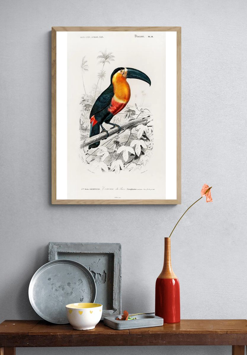 Toucan (Ramphastos) illustrated Charles Dessalines. — room view 3