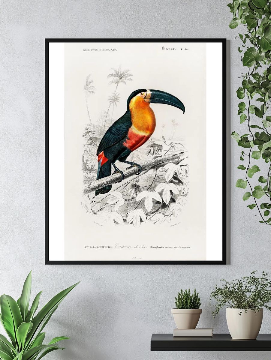 Toucan (Ramphastos) illustrated Charles Dessalines. — room view 4