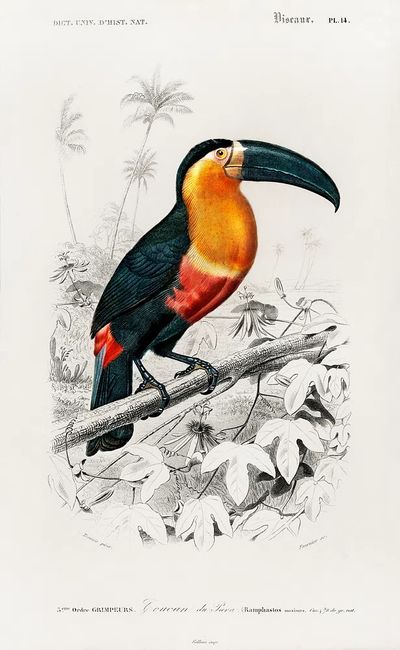 Toucan (Ramphastos) illustrated Charles Dessalines. poster print