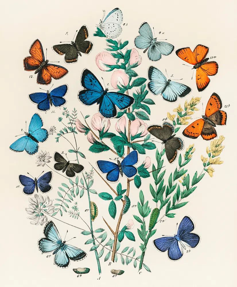 Illustrations book European Butterflies Moths. poster detail