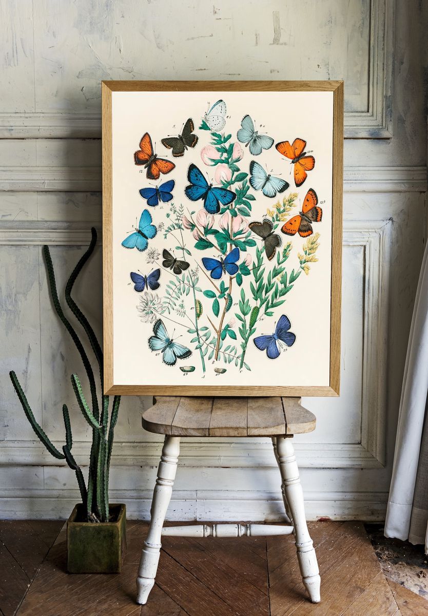 Illustrations book European Butterflies Moths. — room view 1
