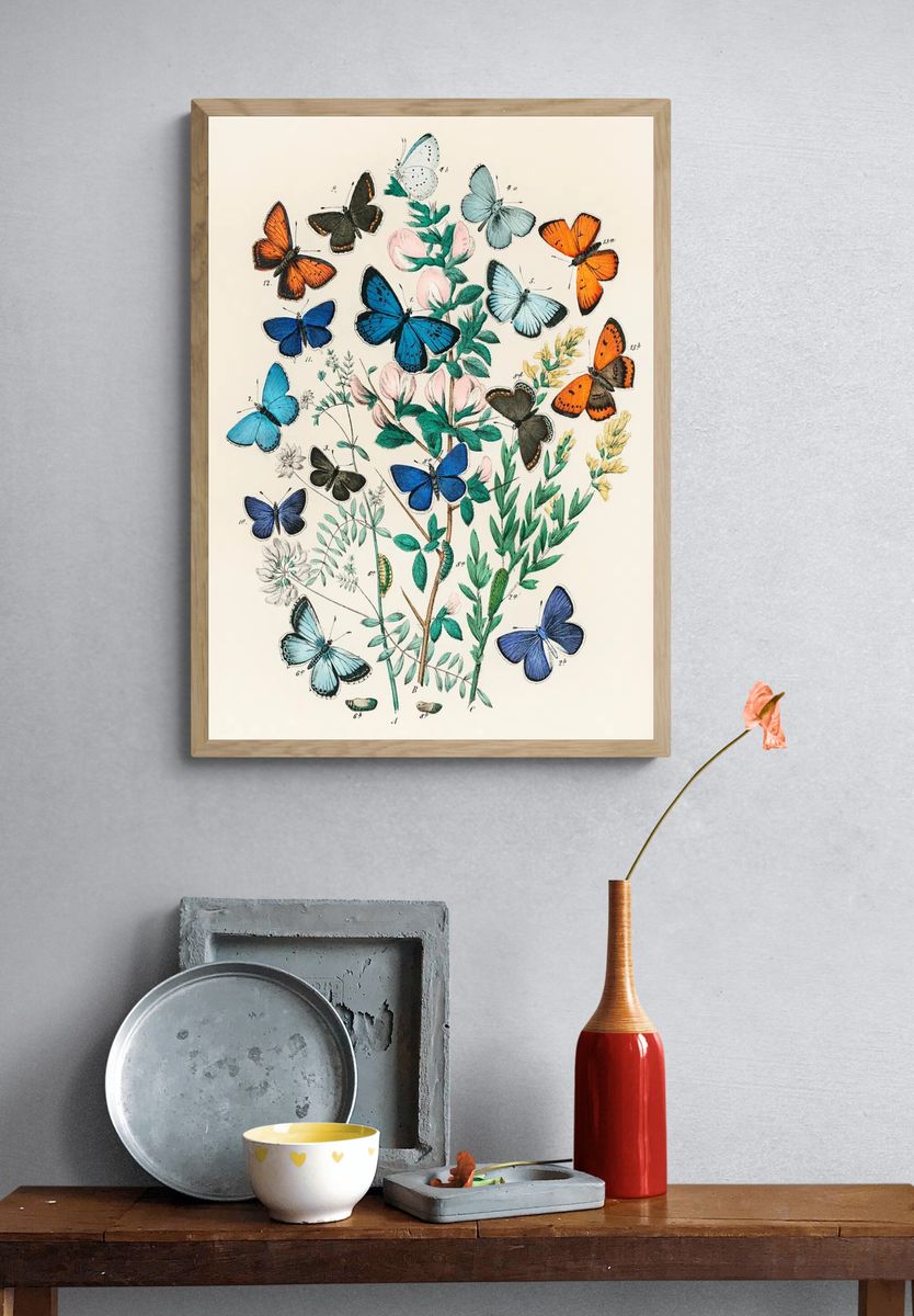 Illustrations book European Butterflies Moths. — room view 3