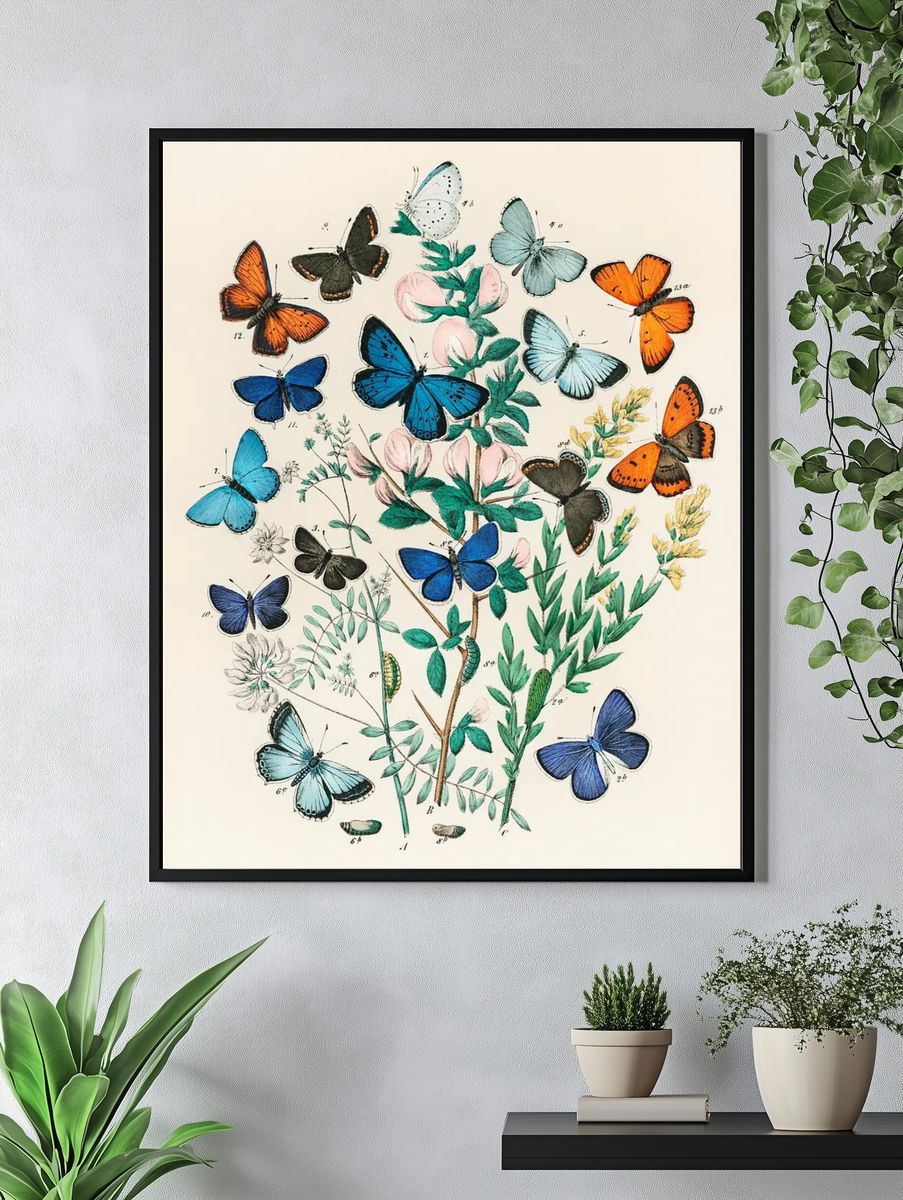 Illustrations book European Butterflies Moths. — room view 4