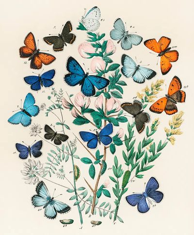 Illustrations book European Butterflies Moths. poster print