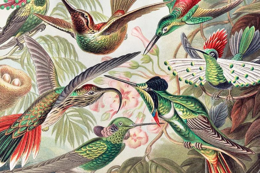 Vintage bird desktop wallpaper, background. poster detail