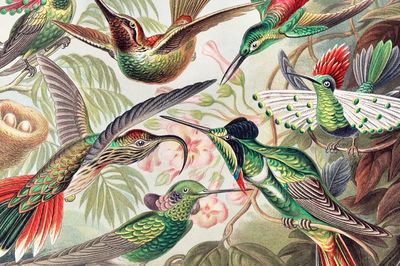 Vintage bird desktop wallpaper, background. poster print