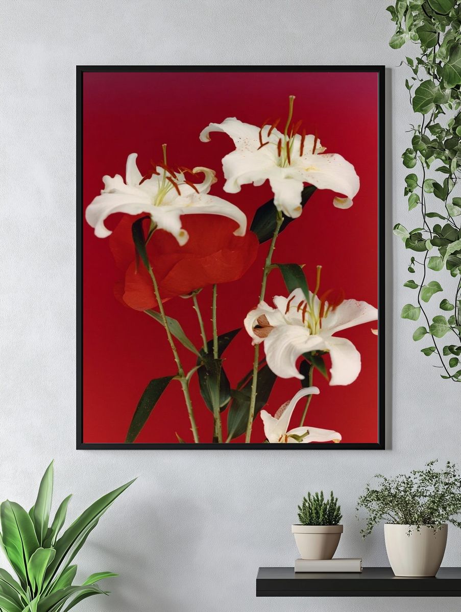 White Lilies on Red Background Poster. — room view 4