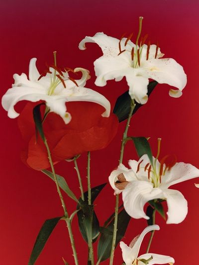 White Lilies on Red Background Poster. poster print